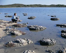 Lake Thetis Stromatolites - Accommodation NT