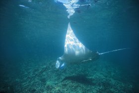 Manta Ray Bay Dive Site - Accommodation NT